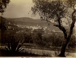 France Grasse panorama Olive tree Old photo Gilletta 1880