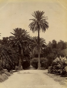 Algeria Algiers Essau Gardens old Photo Geiser 1890