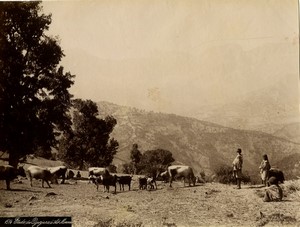 Algeria around Aït Mimoun Cattle Goats old Photo Geiser 1890