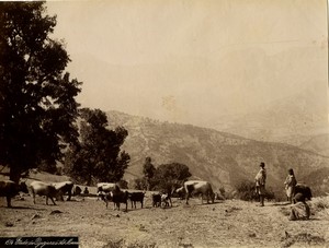Algeria around Aït Mimoun Cattle Goats old Photo Geiser 1890