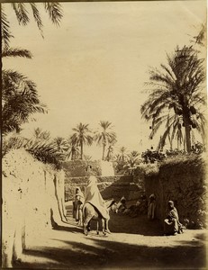 Algeria Biskra a street Mule old Photo Studio 1890