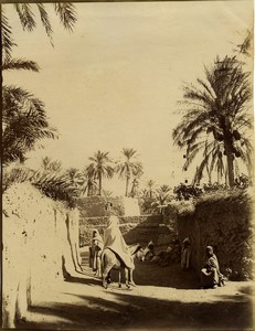 Algeria Biskra a street Mule old Photo Studio 1890