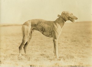 United Kingdom Altcar Waterloo Cup Coursing Greyhound Boanerges old Photo 1911