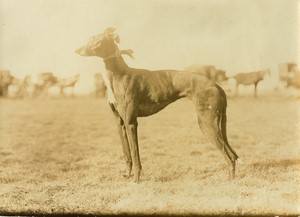 United Kingdom Altcar Waterloo Cup Coursing Greyhound Sylph old Photo 1911
