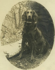 France dog Folette posing Portrait old Photo 1900