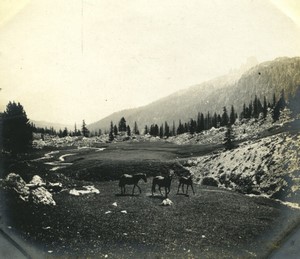 Italy Alps Dolomites? Horses in a field Old amateur snapshot Photo 1900