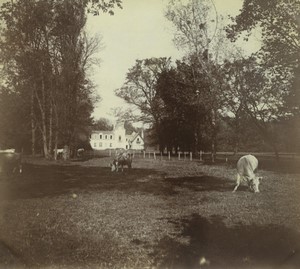 France Cher Saint Eloy de Gy Chateau du Peron Cows Old Amateur Photo 1900