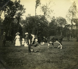 France Normandy countryside Tourists in field Milking cow amateur photo 1900 #2