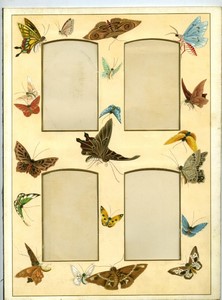 Colorful Photo Album Page 205x280mm for 4 CDV Butterfly Moth circa 1880