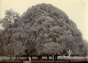 France Countryside Big Trees in a park field Old Photo 1900