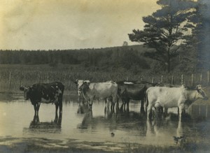 France Cows in Field Pond Old Photo 1910