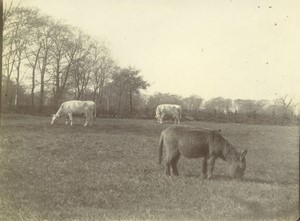 France Campagne un ane et des Vaches ancienne Photo 1910