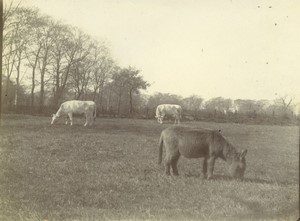 France Countryside Donkey & Cows in a Field Old Photo 1910