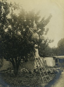 France Paris Banlieue la recolte des Fruits Echelle Ancienne Photo 1908