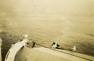 Sea view Seagulls on lifeboat old photo 1930