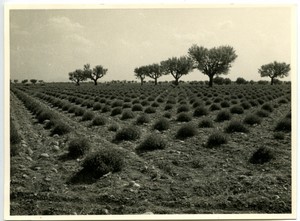 France Alps Digne Lavenders 8 old Amateur photos 1962