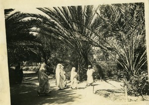 Algeria Alger Public Garden Palm Trees Old Photo 1900 #1