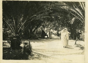 Algeria Alger Public Garden Palm Trees Old Photo 1900 #2