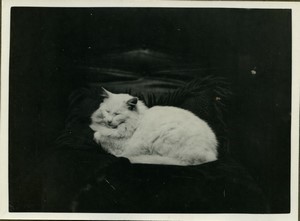 Netherlands White Cat resting Old amateur Photo 1940