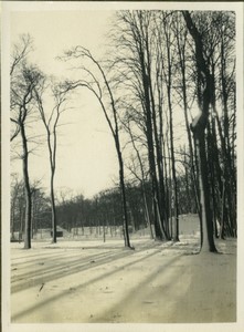 Netherlands Winter landscape Trees Park Old amateur Photo 1940