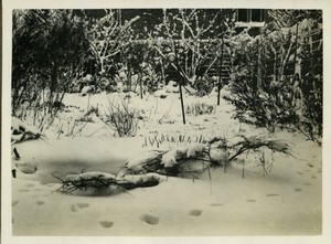 Netherlands a winter landscape Prints in Snow Old amateur Photo 1940
