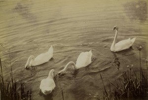 Denmark Frederiksborg near Copenhagen the swans Old Photo 1890