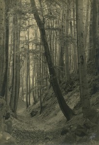 Belgium? Woodland scene Trees detail Pictorialism Old Art Photo ALF 1944