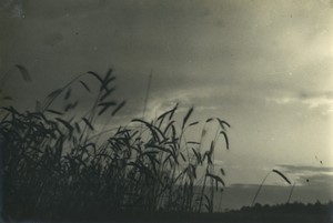 Belgium? Countryside scene Wheat close up Pictorialism Old Art Photo ALF 1944