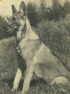 Belgium? German Shepherd Dog Old Art Photo ALF 1944 #1
