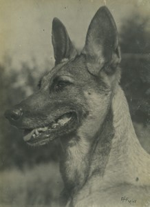 Belgium? German Shepherd Dog Old Art Photo ALF 1944 #2