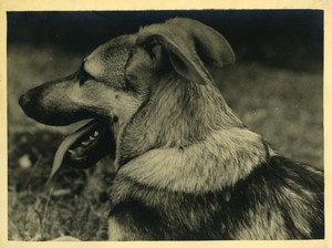 Belgium? German Shepherd Dog Old Art Photo ALF 1944 #4
