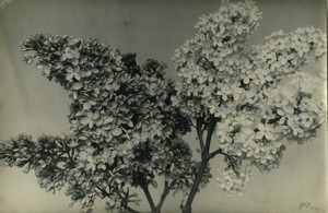Belgium? Still Life Botany Flowers Lilac Old Art Photo ALF 1944