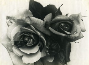 Belgium? Still Life fly in Rose Flower Old Art Photo ALF 1944