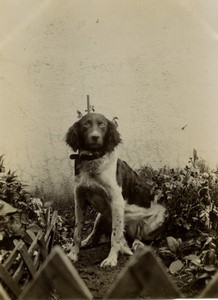 France Chartres Chien posant au jardin ancienne Photo amateur 1920