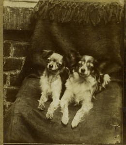 France Dogs posing on a chair Old amateur Photo 1900