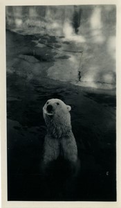 France Paris Zoo White Polar Bear Old amateur Photo 1930 #1