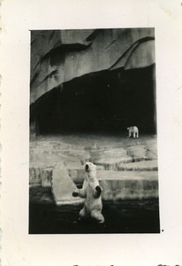 France Paris Zoo White Polar Bears Old amateur Photo 1930 #2