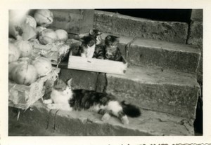 France Cat and her Kittens by crates of melons Old Photo 1950