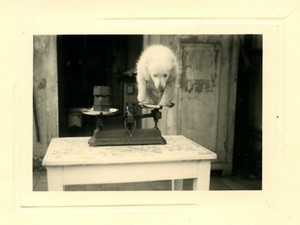 France dog balancing on a scale Old Photo 1960