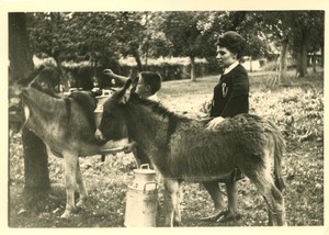 France Donkeys carrying milk churns Old Amateur Photo snapshot 1950 #1