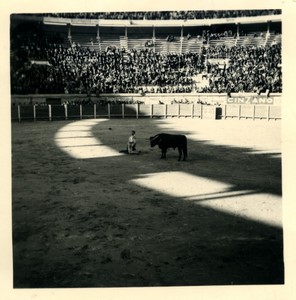 France/Algeria Oran Arena Corrida Bullfighting Old Photo snapshot 1957 #5