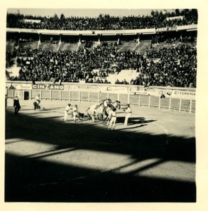 France/Algeria Oran Arena Corrida Bullfighting Old Photo snapshot 1957 #10