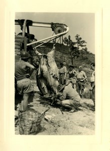 France/Algeria Sidi Mesrich army camp Slaughtering a cow Old Photo snapshot 1956