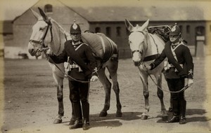 United Kingdom military Mules of Army Service Corps Old FGOS Photo 1890