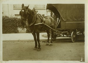 France cheval de l'Elysée vendu à un démenageur Ancienne Photo Meurisse 1910