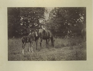 France Normandy Bosgouet Castle Gardens Horses Old Photo Dallemagne 1890 #1