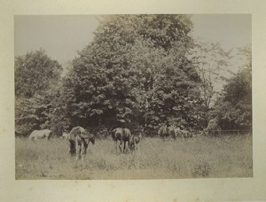 France Normandy Bosgouet Castle Gardens Horses Old Photo Dallemagne 1890 #2
