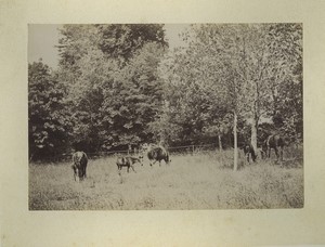 France Normandy Bosgouet Castle Gardens Horses Old Photo Dallemagne 1890 #3