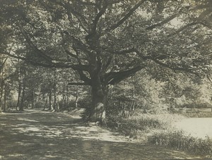 France Versailles Trianon Hameau de la Reine Foret Ancienne Photo amateur 1906