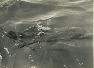 France Research vessel President Theodore Tissier Fishing Photo Bertier 1960 #3